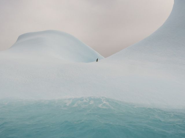 Adelie penguin on an iceberg.