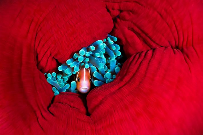 An anemonefish shelters in the tentacles of a closed up reef anemone.