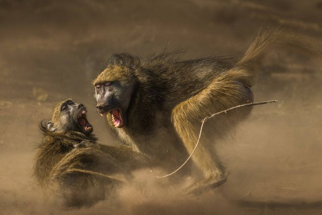 Two monkeys wrestle in the dirt