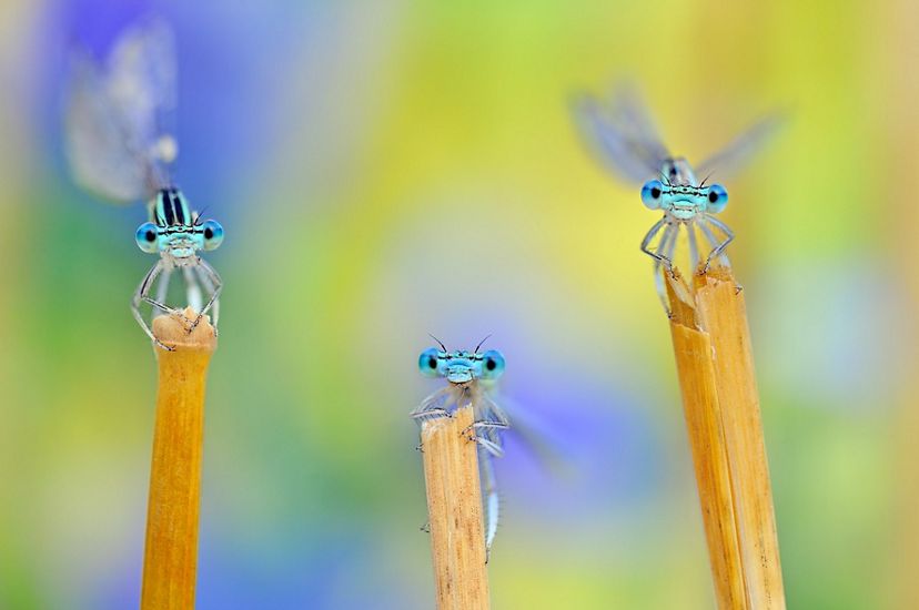 Three damselflies after a storm in Italy.