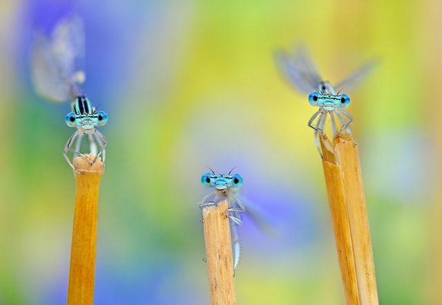 Three damselflies after a storm in Italy.