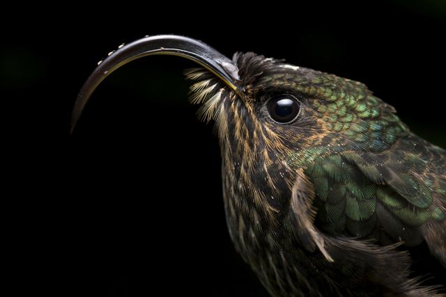 A White-Tipped Sicklebill stand completely still as hummingbirds lower their metabolism during night time to avoid starvation.
