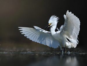 A large white bird spans its wings as it lands on in a puddle of water on a sunny day.