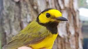 A small bird with a bright yellow breast and face, black throat and cap and greenish brown wings.