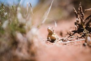 Texas Horned Lizard with wide-eyed stare