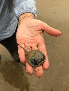 found near Hong Kong's oyster reef restoration site.