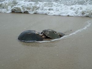 Una pareja de cangrejos herradura en la orilla de la playa.