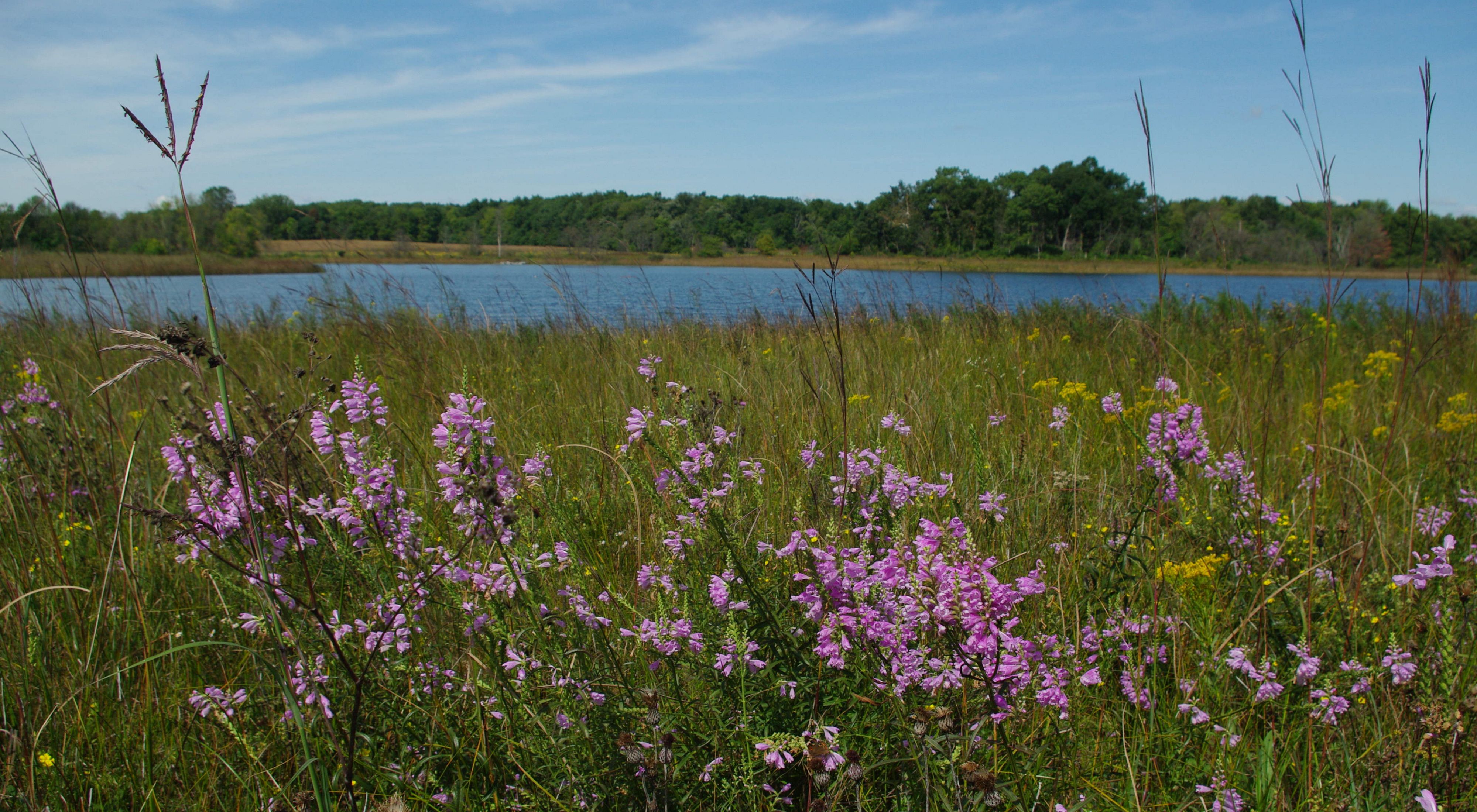 Tall purple flowers bloom next to small wetland.