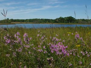 Tall purple flowers bloom next to a small wetland.