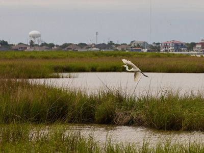 A large white waterbird flies across wetlands with tall green grass at the edge of the ocean while house and buildings loom nearby in the background.