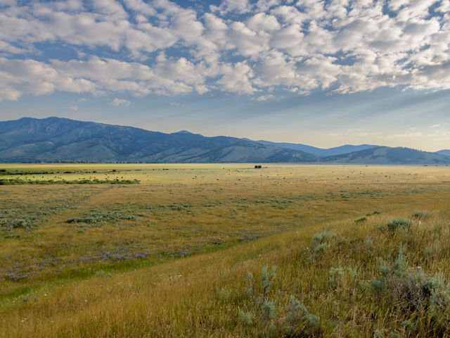 Landscape view of a vast golden grassland with mountains in the far distance and puffy white clouds overhead.