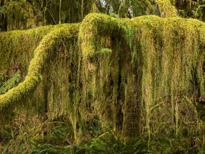 Thick, long green moss covers branches of a tree.