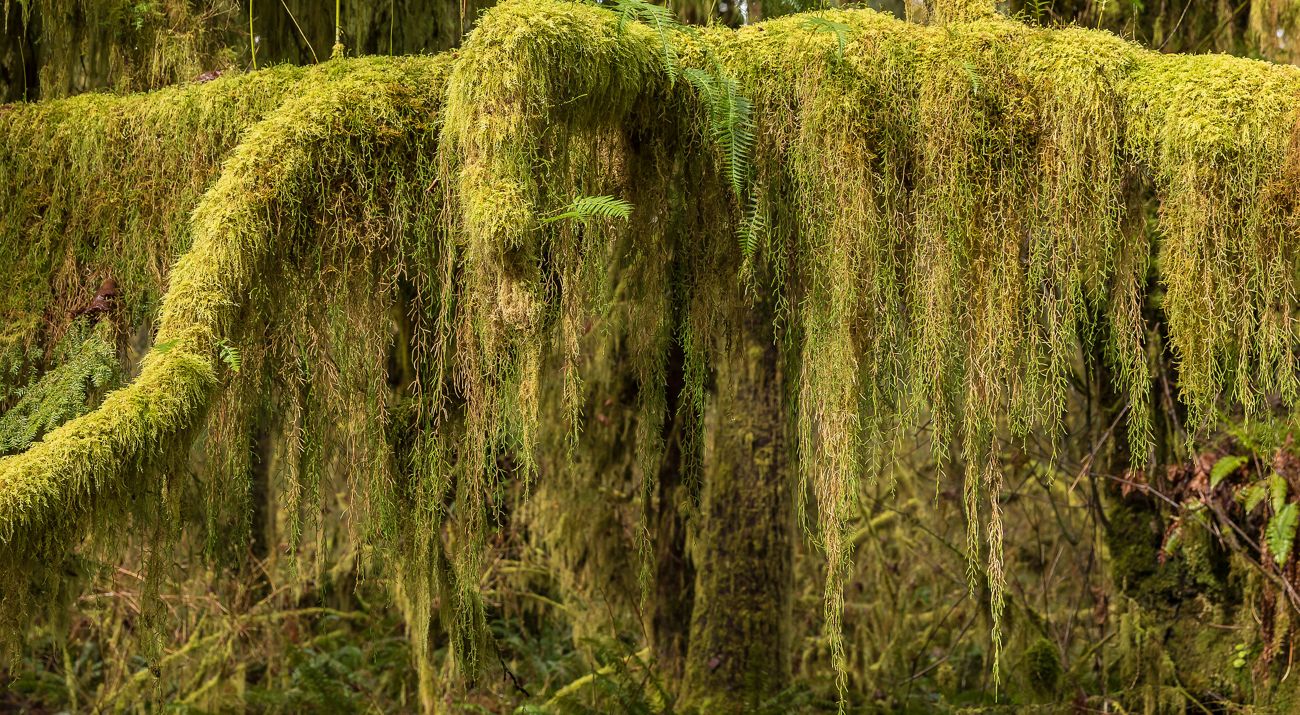 Thick, long green moss covers branches of a tree.
