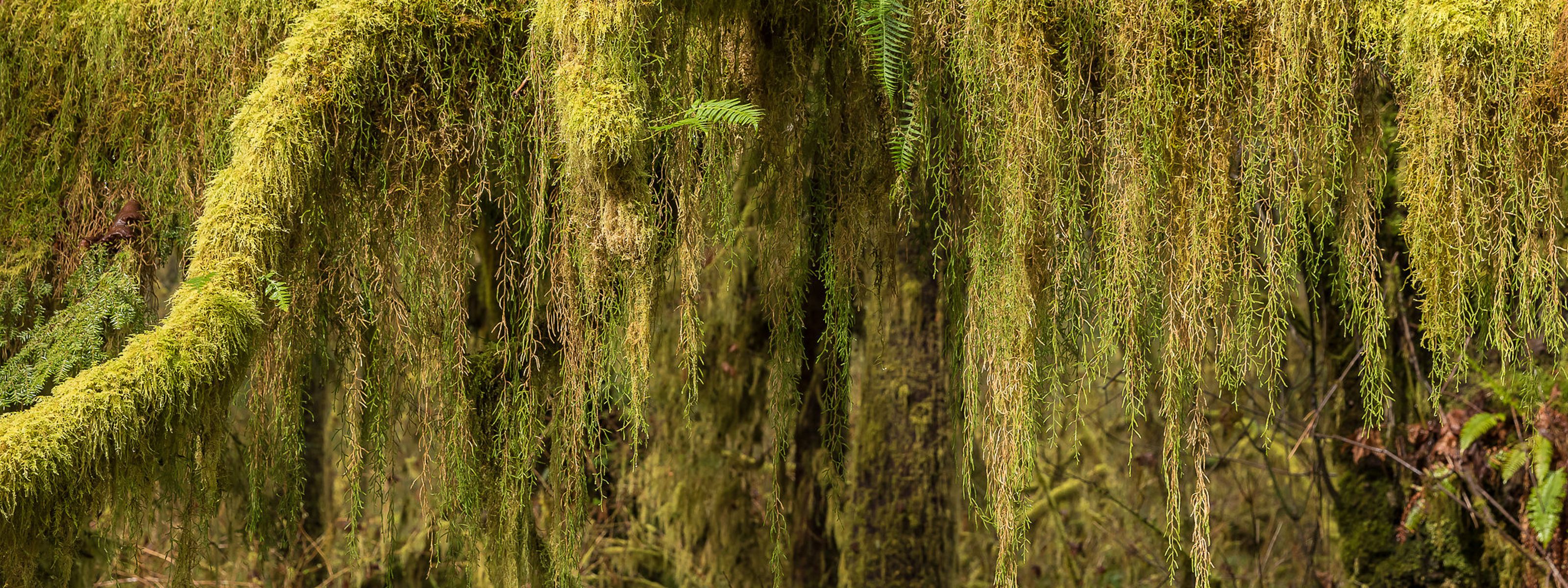 Closeup view of moss draped over and hanging from tree branches.