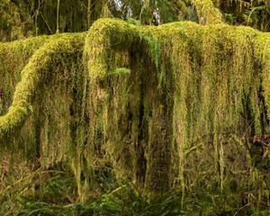 Thick, long green moss covers branches of a tree.