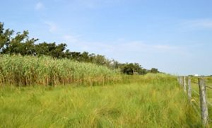 A vast, grassy field grows next to a forest.