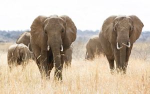 Group of elephants walking through a field