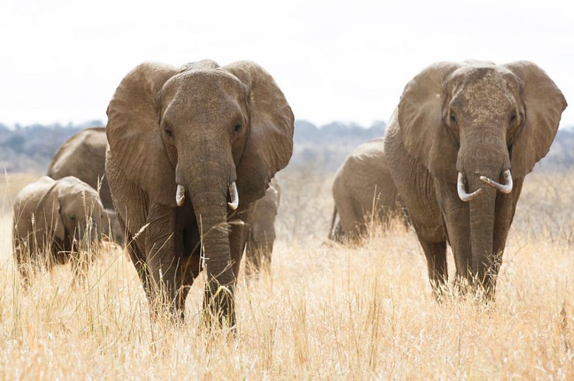 Group of elephants walking through a field