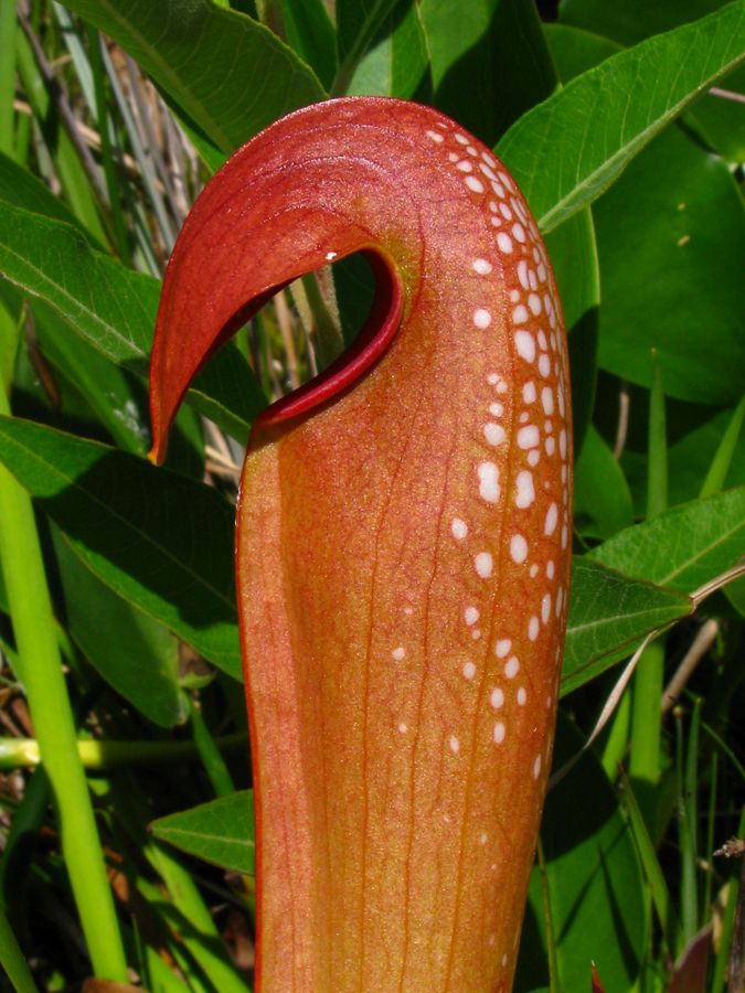 A brightly colored close-up of a pitcher plant
