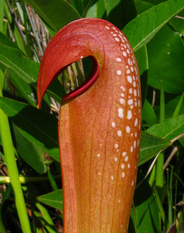 A brightly colored close-up of a pitcher plant