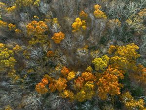 Aerial view of an oak forest in late fall looking down at yellow, orange, and bare treetops.