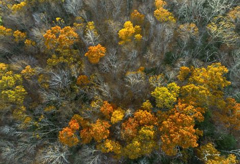 Aerial view of an oak forest in late fall looking down at yellow, orange, and bare treetops.