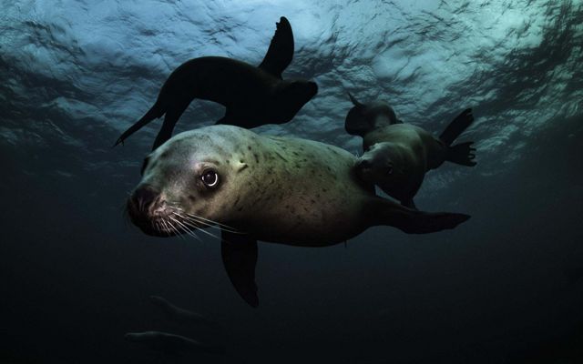 under the water, a sea lion with spots on its skin and long whiskers swims forward while 2 more sea lions circle