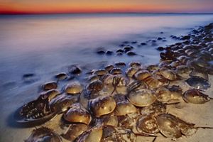 Several horseshoe crabs rest on the sand near the bay, as a sun sets in the background.