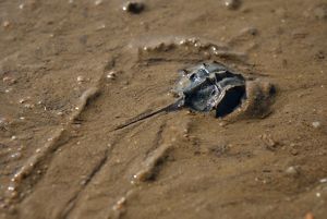 A horsecrab in the mudflats of hong Kong.