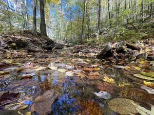 A small creek with brown rocks along its bottom flows between a forest.