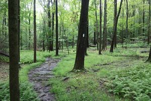 A muddy path winds through a forest, lush with green grass and plants.