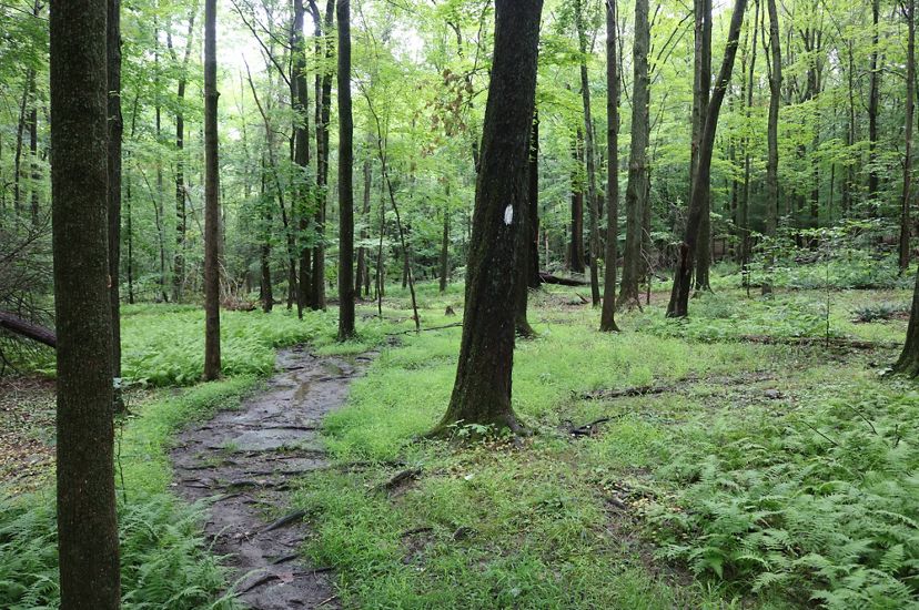 A dirt path winds through a forest.