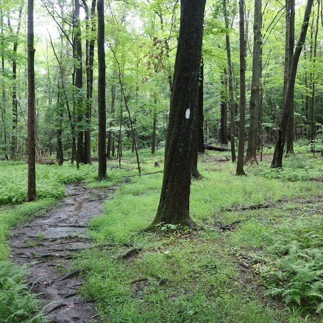 A muddy path winds through a forest, lush with green grass and plants.