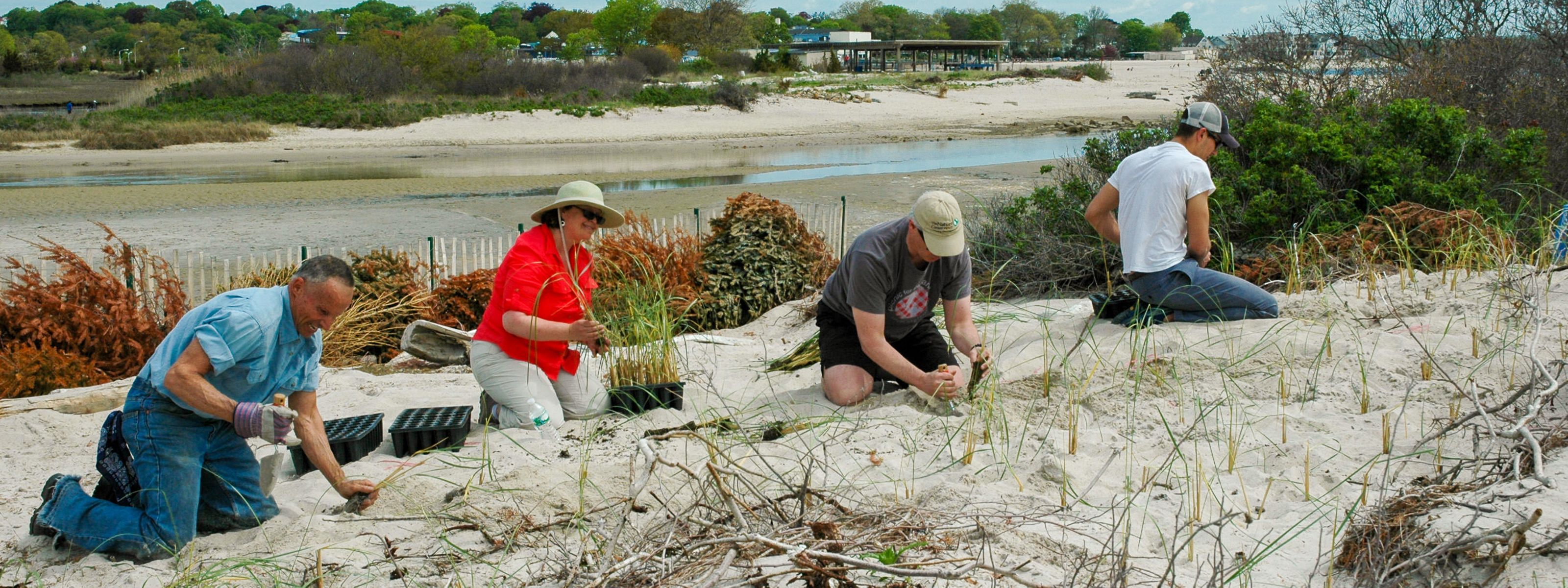 Coastal dune grass planting.