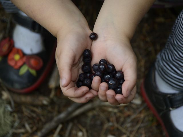 Looking down towards the ground a close up of child's hands holding a bunch of wild huckleberries.