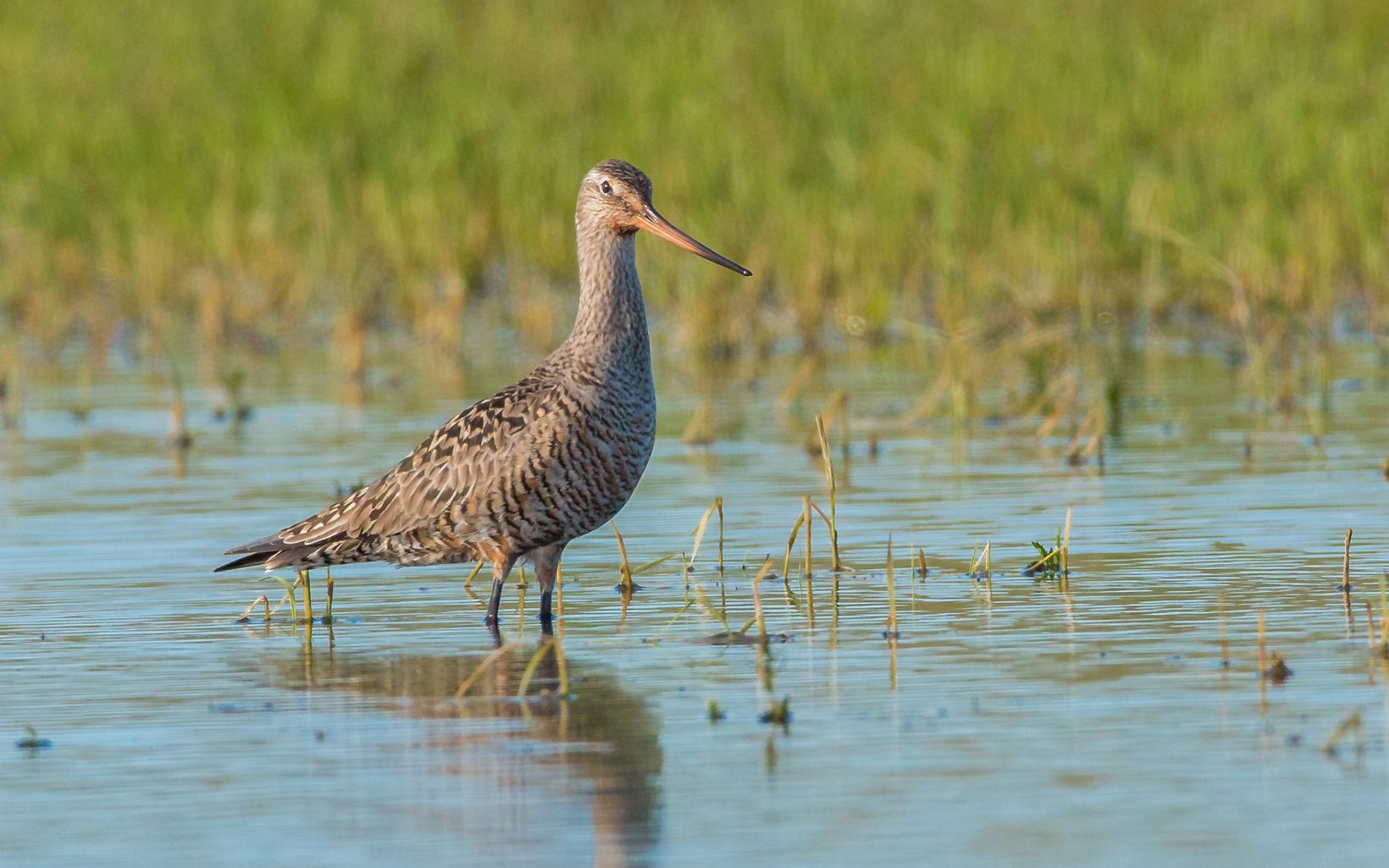 The long, flexible bill of the Hudsonian godwit helps it grab snails, worms and other prey hiding deep in thick mud.