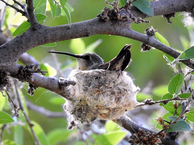 Dull-colored hummingbird sits in gray sphere-like nest in a tree.