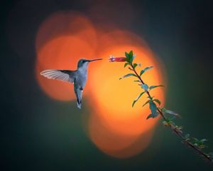 Ruby throated hummingbird at sunset.