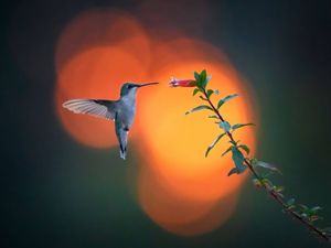 A ruby-throated hummingbird drinking from a flower at sunset.