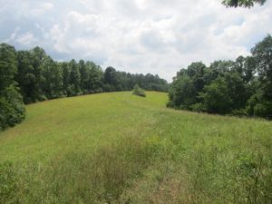Picture of some trees and a field at Hungry Beech Preserve.