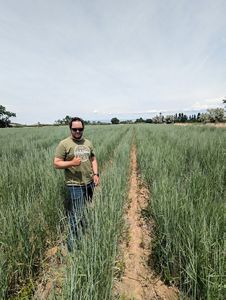 A man standing and giving a thumbs up in a field of tall, green grass.