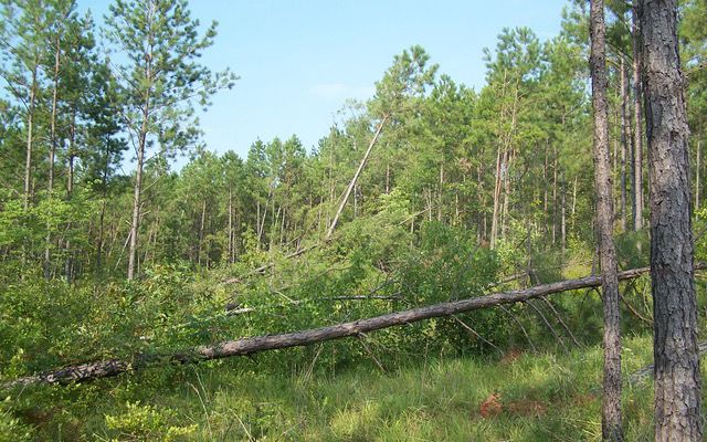 Trees knocked over in a forest after a storm.