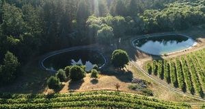 Two retention ponds sit at the edge of a vineyard with long rows of grape vines.