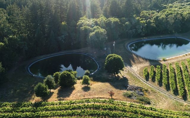 Two retention ponds sit at the edge of a vineyard with long rows of grape vines.