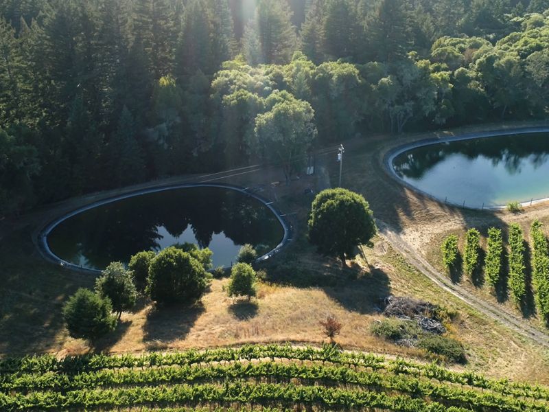 Two retention ponds sit at the edge of a vineyard with long rows of grape vines.