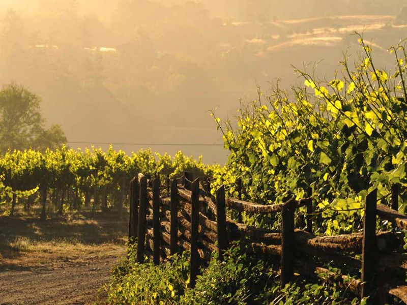 The rising sun casts golden light over rows of grapevines.