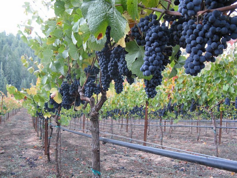Rows of grape vines hang heavy with dark purple fruit.