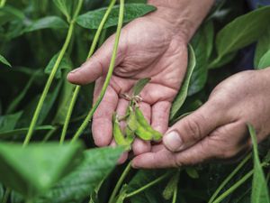 Close view of two hands holding soybeans on the vine. Only the person's hands are visible. They are surrounded by healthy green plants.