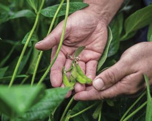 Close view of two hands holding soybeans on the vine. Only the person's hands are visible. They are surrounded by healthy green plants.