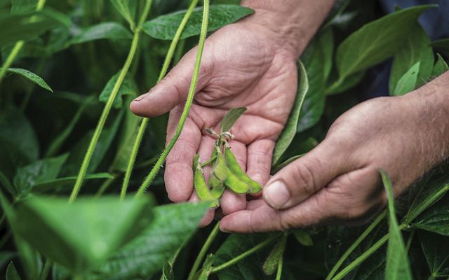 a close-up of a pair of hands caressing soy bean pods against green leaves